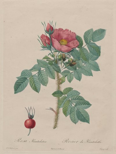 Rose de Kamtchatka (Rosa Kamtschatica), de Redouté, Les Roses, Paris, 1817-1824 - Pierre Joseph Redouté